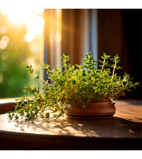 Thyme Natural Organic flavour